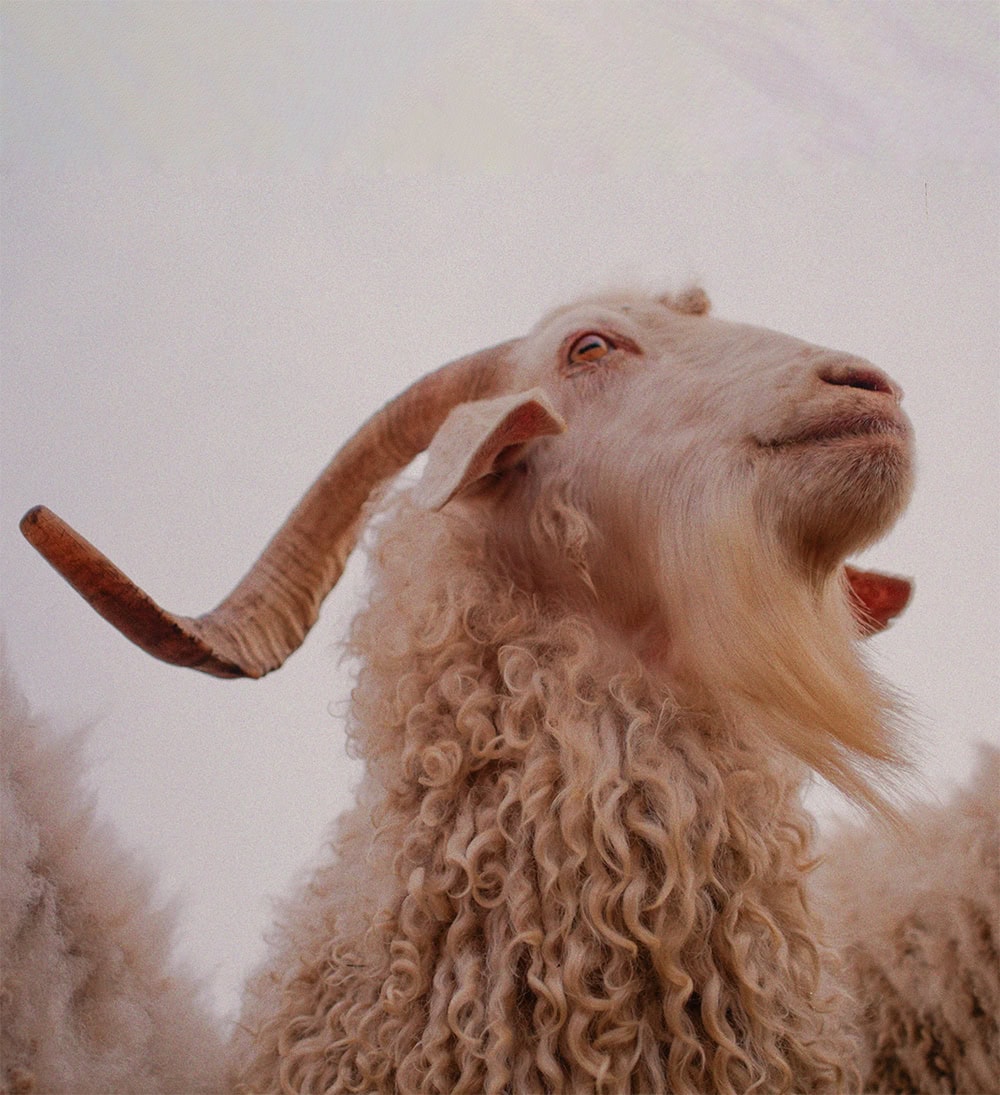Close up of an Angora goat.