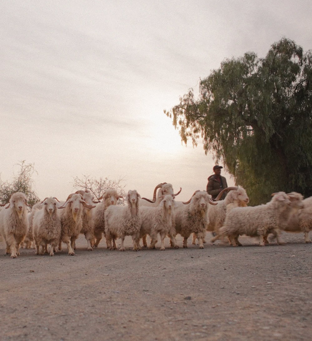 Herding Angora goats in the Karoo.