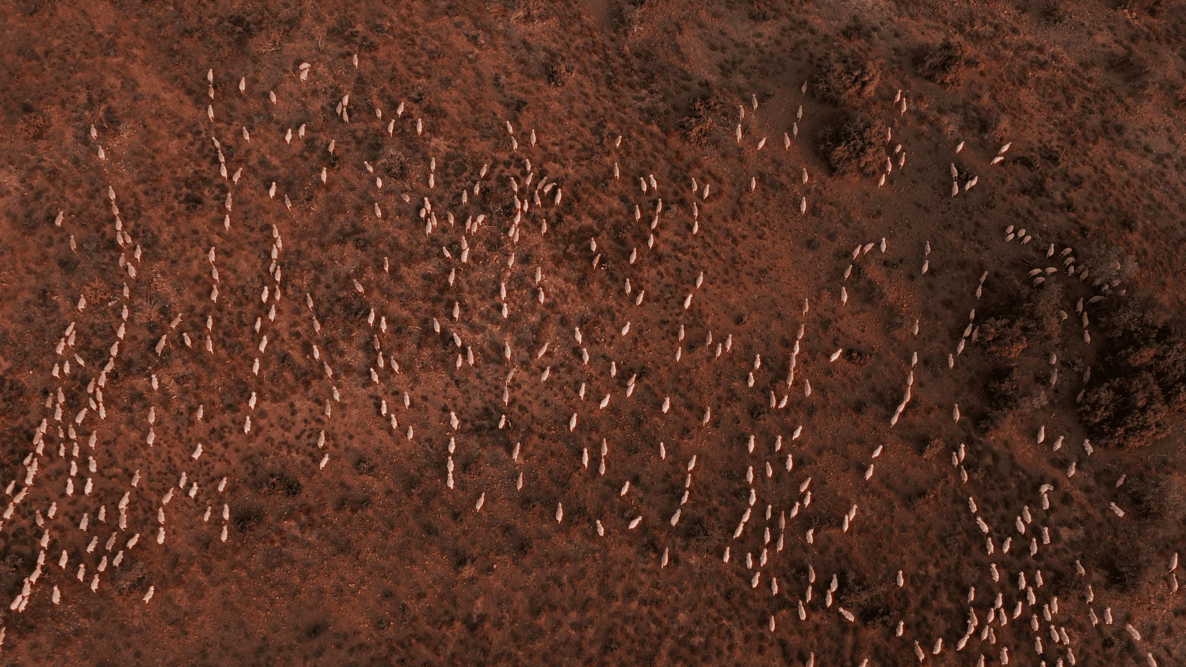 Arial image of Angora goats in the Karoo.