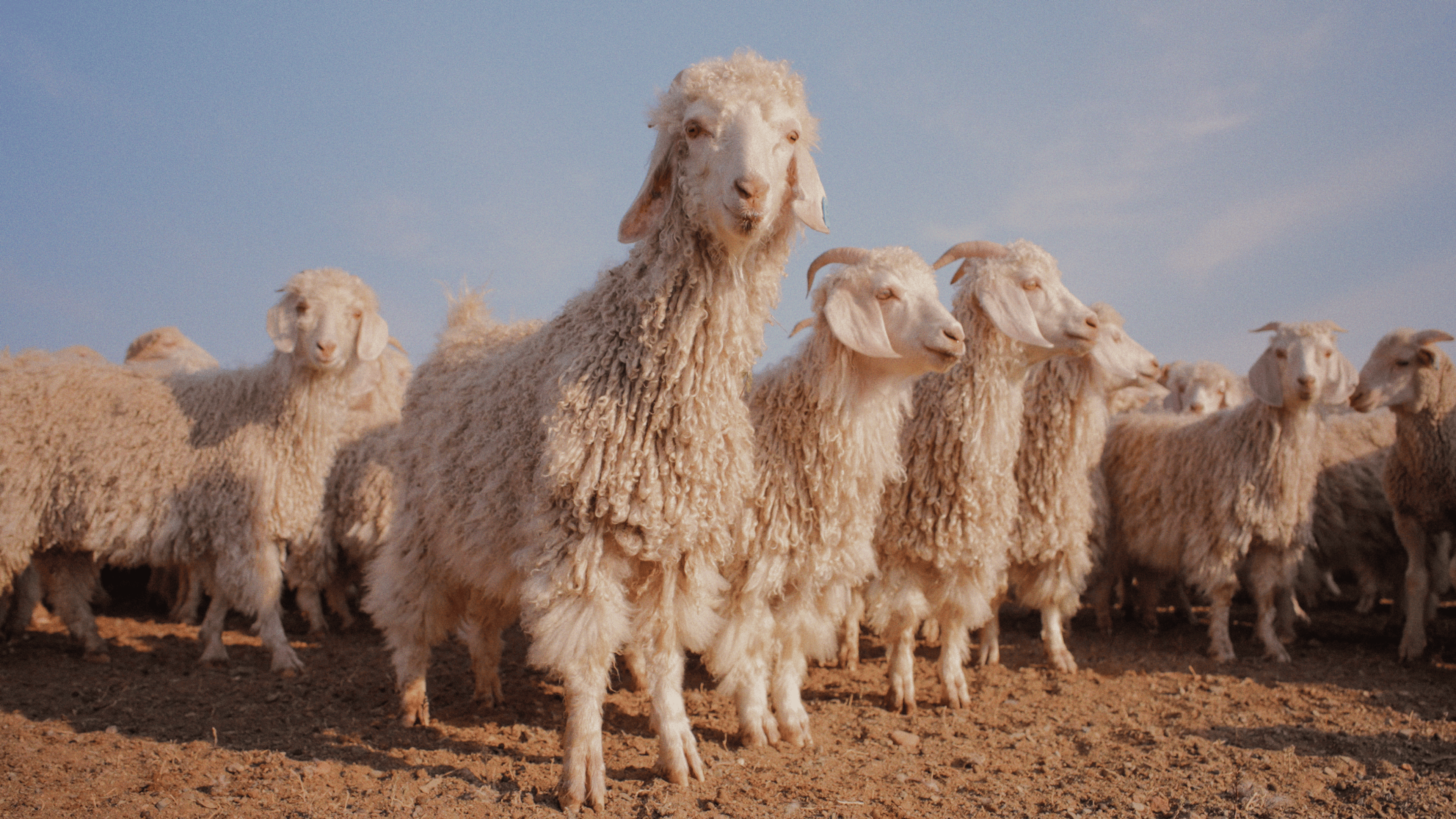 Angora goats in the Karoo.