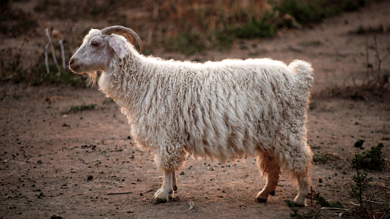 Angora goat standing in Karoo.