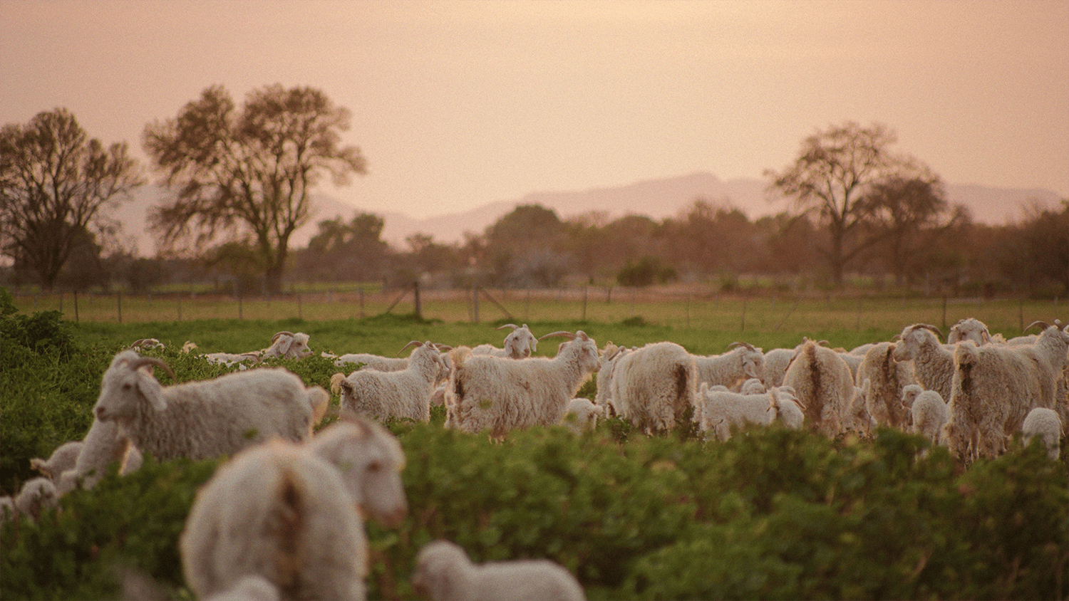 Angora goats grazing in the Karoo.