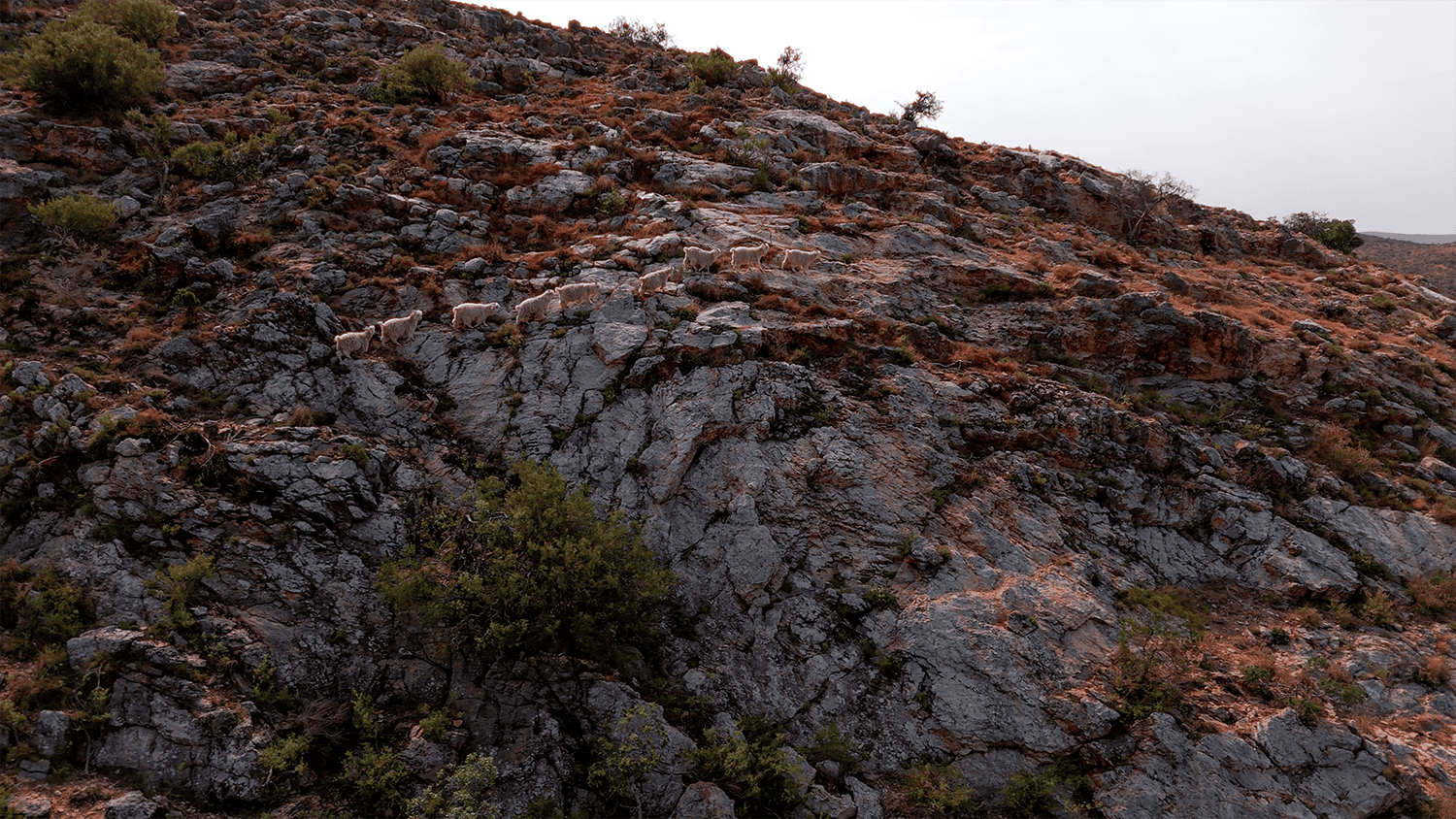 Angora goats walking across rocks in the Karoo.