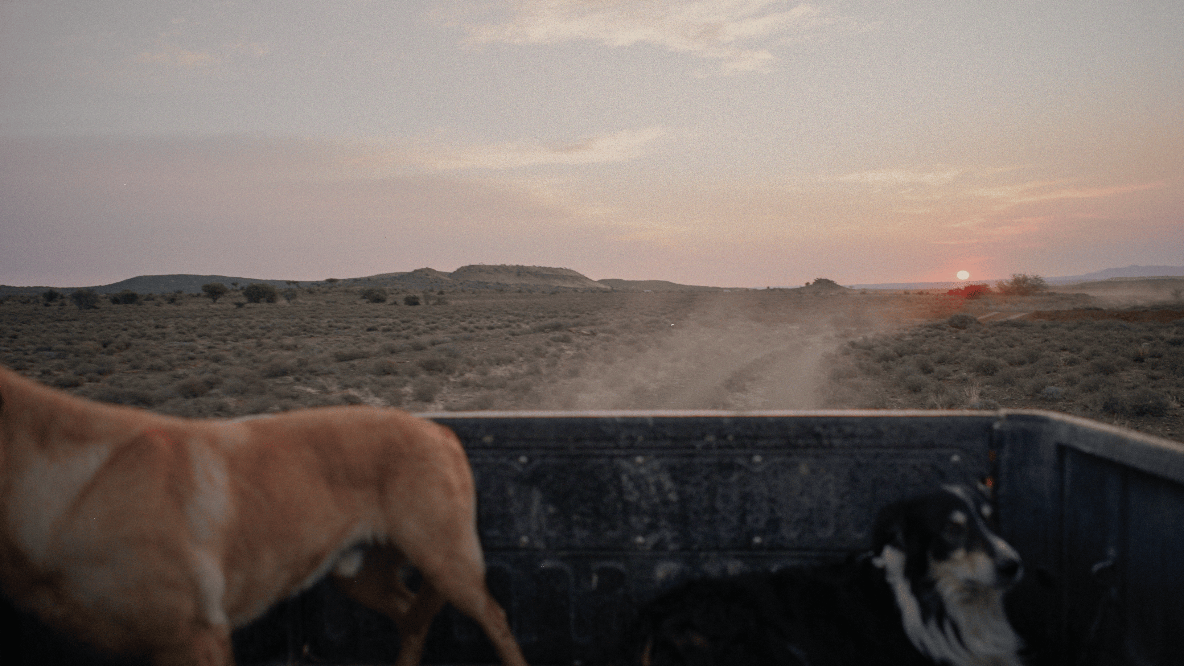 Farm dogs on the back of a bakkie in the Karoo.